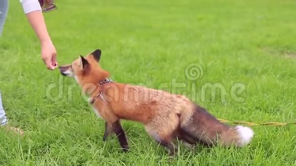 年轻女子正在夏天公园的绿草上喂橙色的狐狸视频的预览图