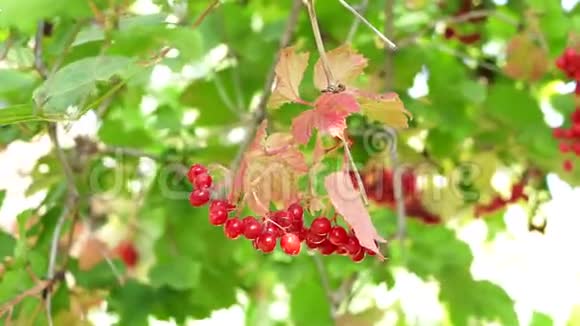 树枝上的红色浆果视频的预览图