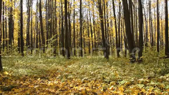 秋林中黄黄的金叶落地树上有黄色的叶子大地上长满了黄叶视频的预览图