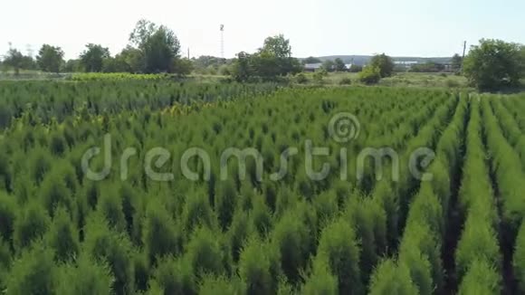 气丸农工综合体Thuja树植被花园视频的预览图