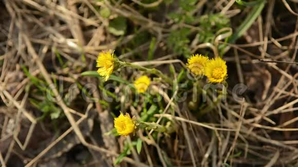 高脚图西拉戈法法拉黄的春天花药用植物春初开花视频的预览图