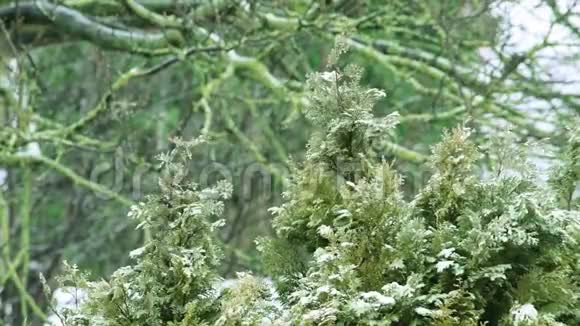 雪落在草药园植物上视频的预览图