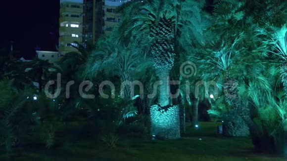 夜间热带公园与棕榈树在度假小镇与夜间照明4k视频的预览图