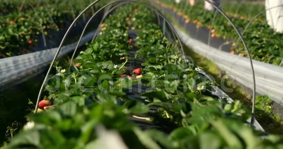 阳光明媚的4k有水管的草莓农场视频的预览图