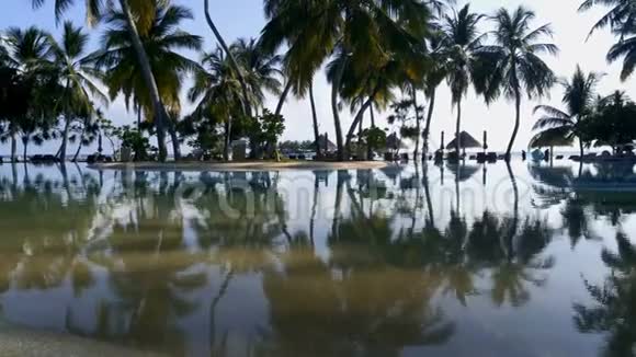 池塘里有棕榈树的倒影暑假和旅行视频的预览图
