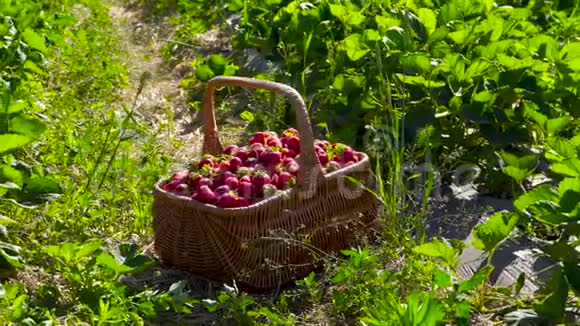 草莓园里装满草莓的柳条篮子视频的预览图