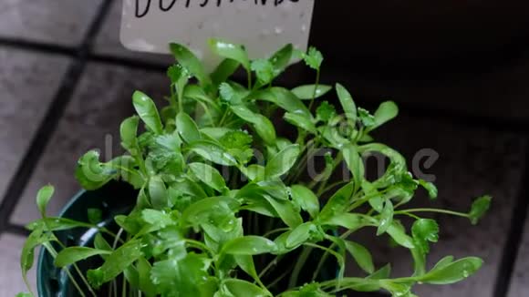 香菜植物育苗视频的预览图