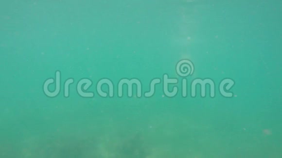 穿着泳衣的白种人运动员在海水下照相机游泳视频的预览图