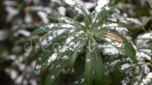 绿叶带雪4视频的预览图