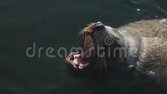 巨大的海狮在冰冷的太平洋的冷水中游泳视频的预览图