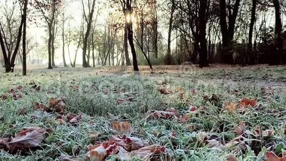 秋天的叶子在霜里视频的预览图