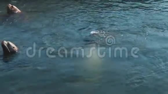 巨大的海狮在冰冷的太平洋的冷水中游泳视频的预览图