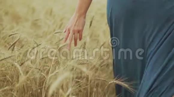 女人手在麦田里奔跑女孩手触麦穗特写收获概念无法辨认的妇女视频的预览图