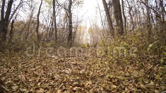 美丽的猎狗在秋天公园的枯叶上奔跑慢动作视频的预览图