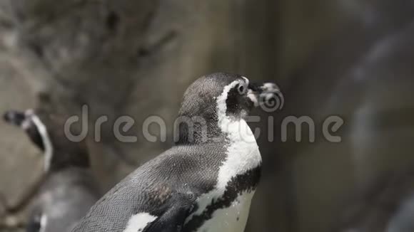 动物园里的洪堡企鹅视频的预览图