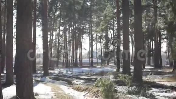 春松林与解冻视频的预览图