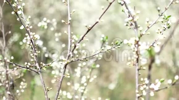 早春果树枝上开着未开放的白花视频的预览图