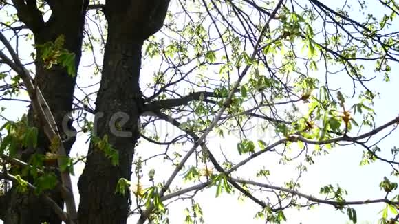 春天阳光明媚的一天巨大美丽的栗树的树冠透过绿叶的阳光早春视频的预览图