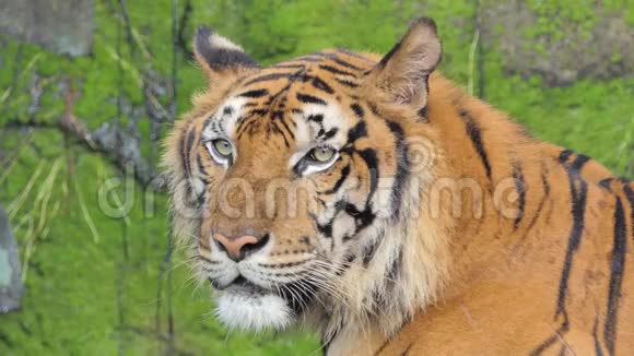 印度支那老虎正在热带雨林中打哈欠视频的预览图