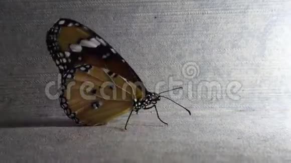 蝴蝶在墙上散步视频的预览图