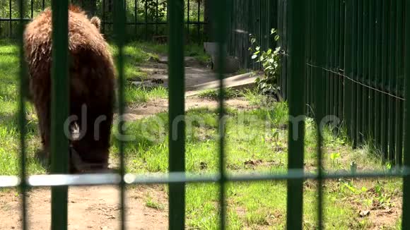 炎热的夏天可怜的棕熊在动物园笼子里散步视频的预览图