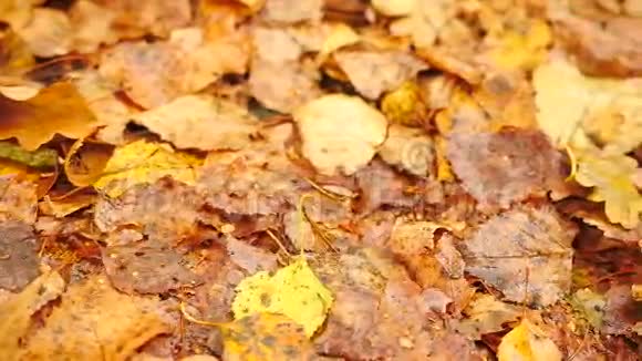 公园的小径地上有黄色和橙色的腐烂的桦树叶细节视图滑块控制摄像机移动视频的预览图