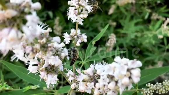 两只蜜蜂在绿色背景上的白色花朵上授粉和飞行视频的预览图