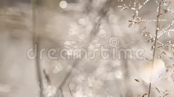 露珠在田野的金草上闪耀视频的预览图