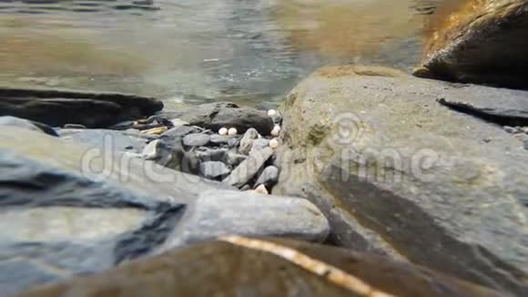 野生三文鱼蛋洛夫河瓦尔迪兹阿拉斯加鱼产卵视频的预览图