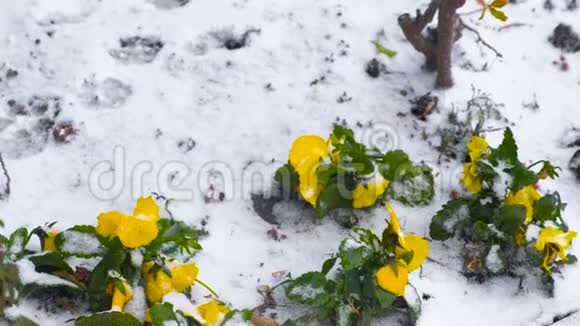 南方地区雪中黄色美丽的花朵南方突如其来的冬天视频的预览图