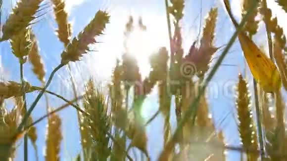小麦已经准备好收割了小麦在蓝天的映衬下阳光穿过小麦的小穗视频的预览图