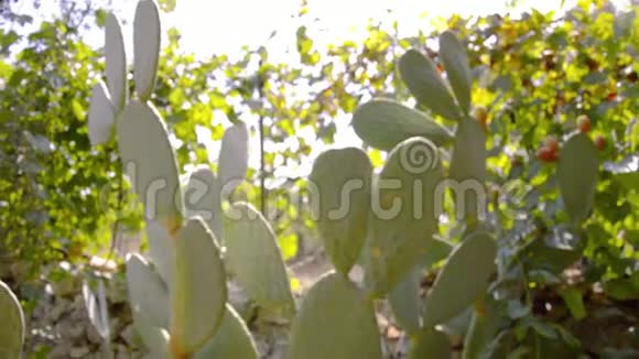 意大利南部花园的宁静生活有绿仙人掌和橄榄树视频的预览图