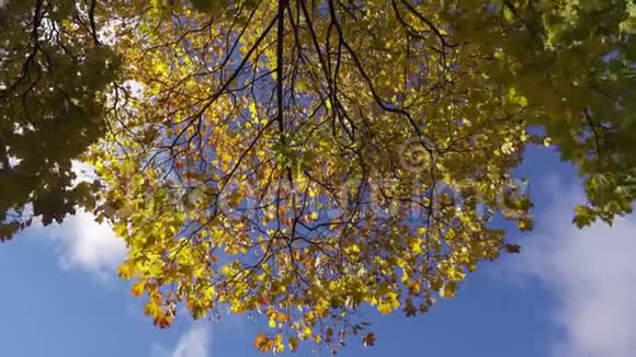 秋天晴天蓝天背景下一棵绿黄红叶的枫树的底景视频的预览图