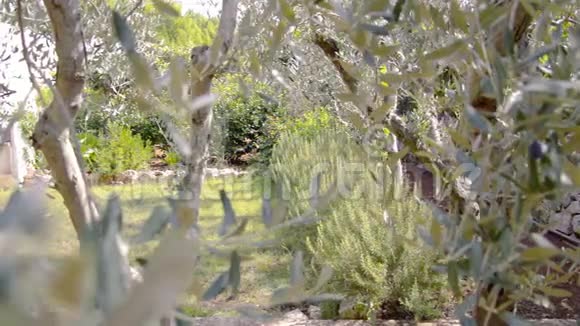 意大利南部花园的宁静生活有绿仙人掌和橄榄树视频的预览图