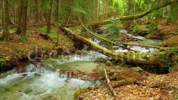 一条湍急的小溪一条清澈见底的河水流淌在明亮的夏林中视频的预览图