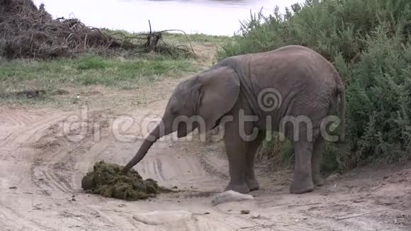 小象吃妈妈粪视频的预览图