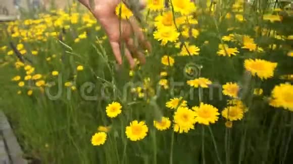 女孩手触摸黄色野花特写视频的预览图
