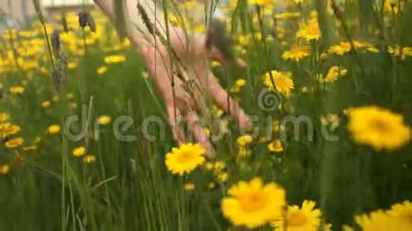 女孩手触摸黄色野花特写视频的预览图