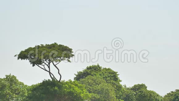 起飞飞机背景的丛林和树木在印度尼西亚视频的预览图