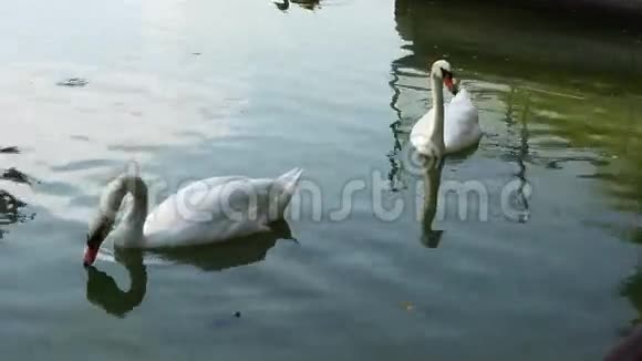 湖上的白色天鹅视频的预览图
