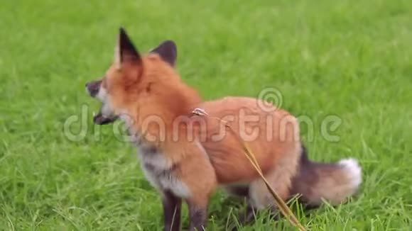 马具上的红色狐狸在绿草上得到食物视频的预览图