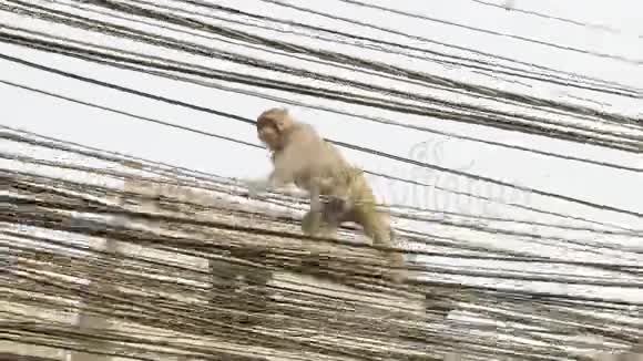 城里电线上的猴子尼泊尔加德满都视频的预览图