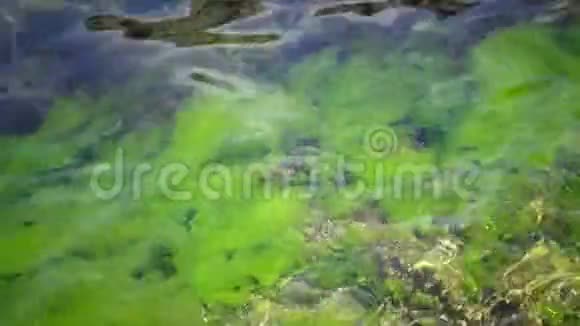 黑海沿岸浅海的岩石上的绿藻视频的预览图