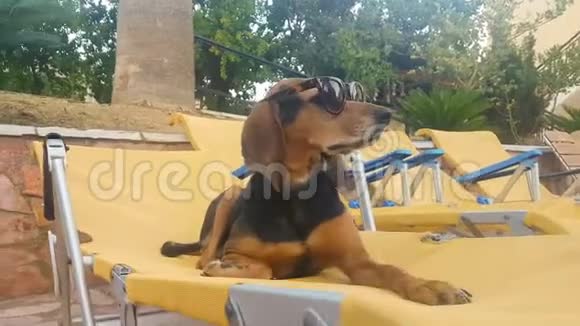 酷狗坐在躺椅上靠着游泳池戴着太阳镜放松一个美丽可爱的夏天视频的预览图