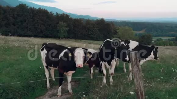黑白相间的奶牛站在一片绿色的田野上吃草看着镜头可以看到美丽的山景视频的预览图