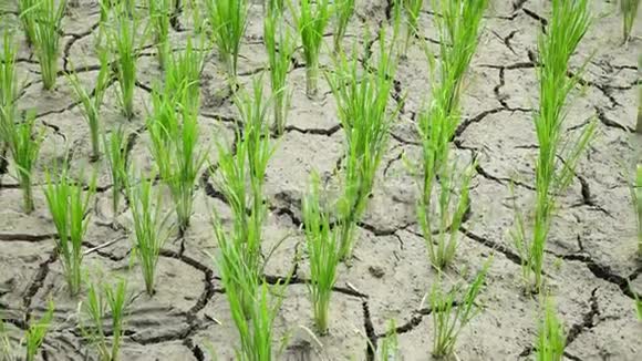 由于干旱水稻种植在干燥和开裂的土壤上视频的预览图
