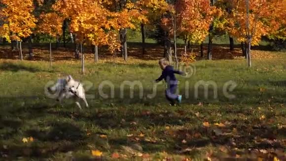 欧洲模样的快乐小男孩和一只大美狗在秋天的公园里玩得很开心视频的预览图