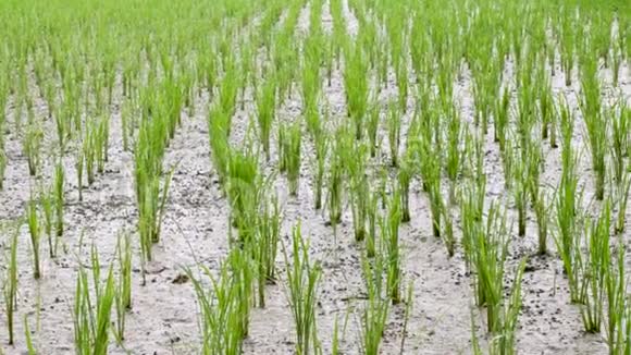 由于干旱水稻种植在干燥和开裂的土壤上视频的预览图
