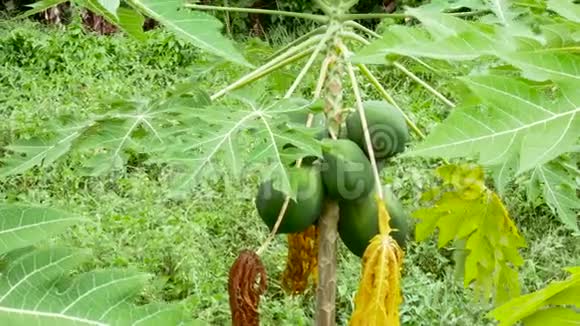 亚洲农场花园有机农业中挂果的木瓜树视频的预览图