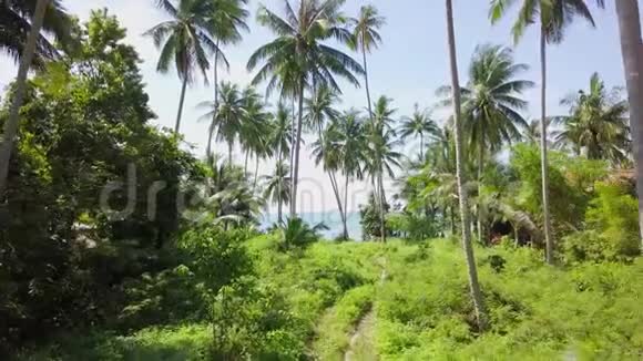 棕榈树热带海岸鸟瞰图视频的预览图